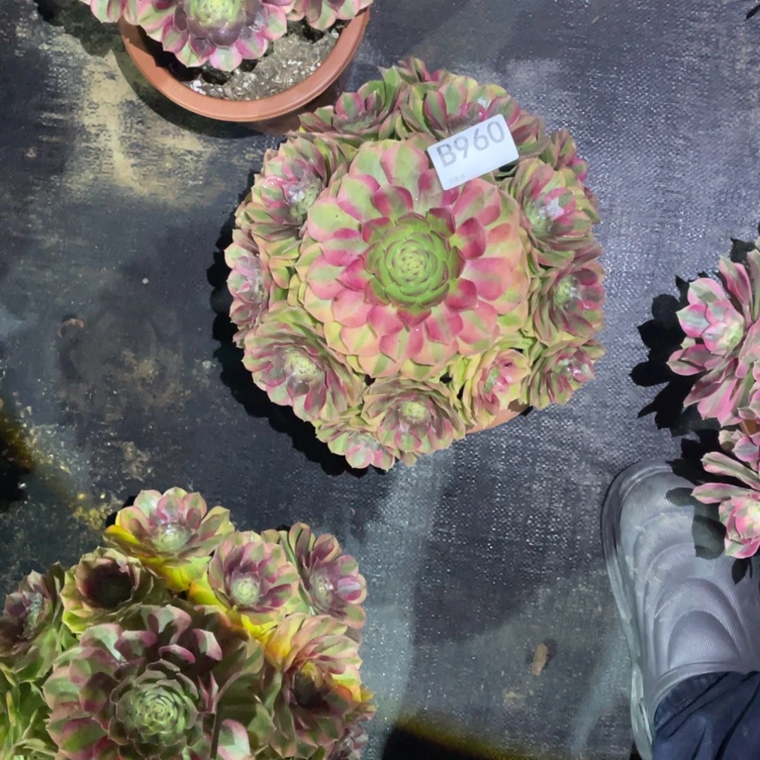 在***方雨荷法师。     960