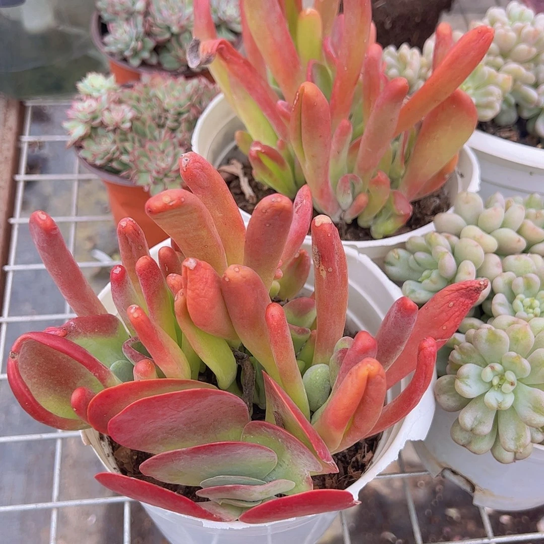 火狐狸多头造型精品特价二盆