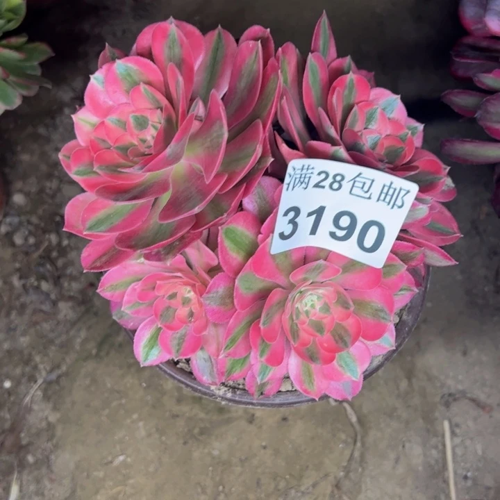 3190女巫多肉植物