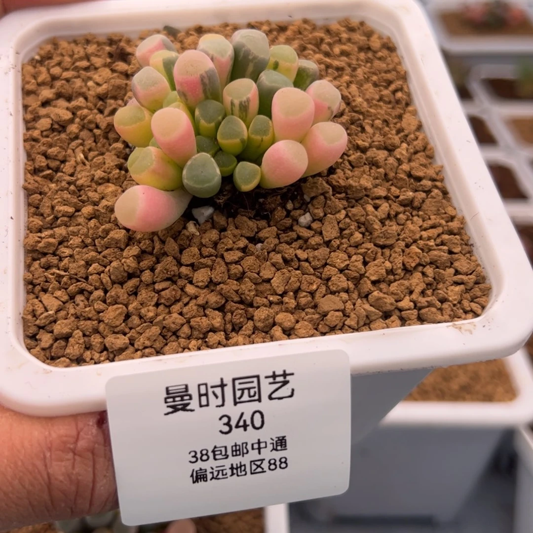 2.8五十铃玉锦多肉植物340