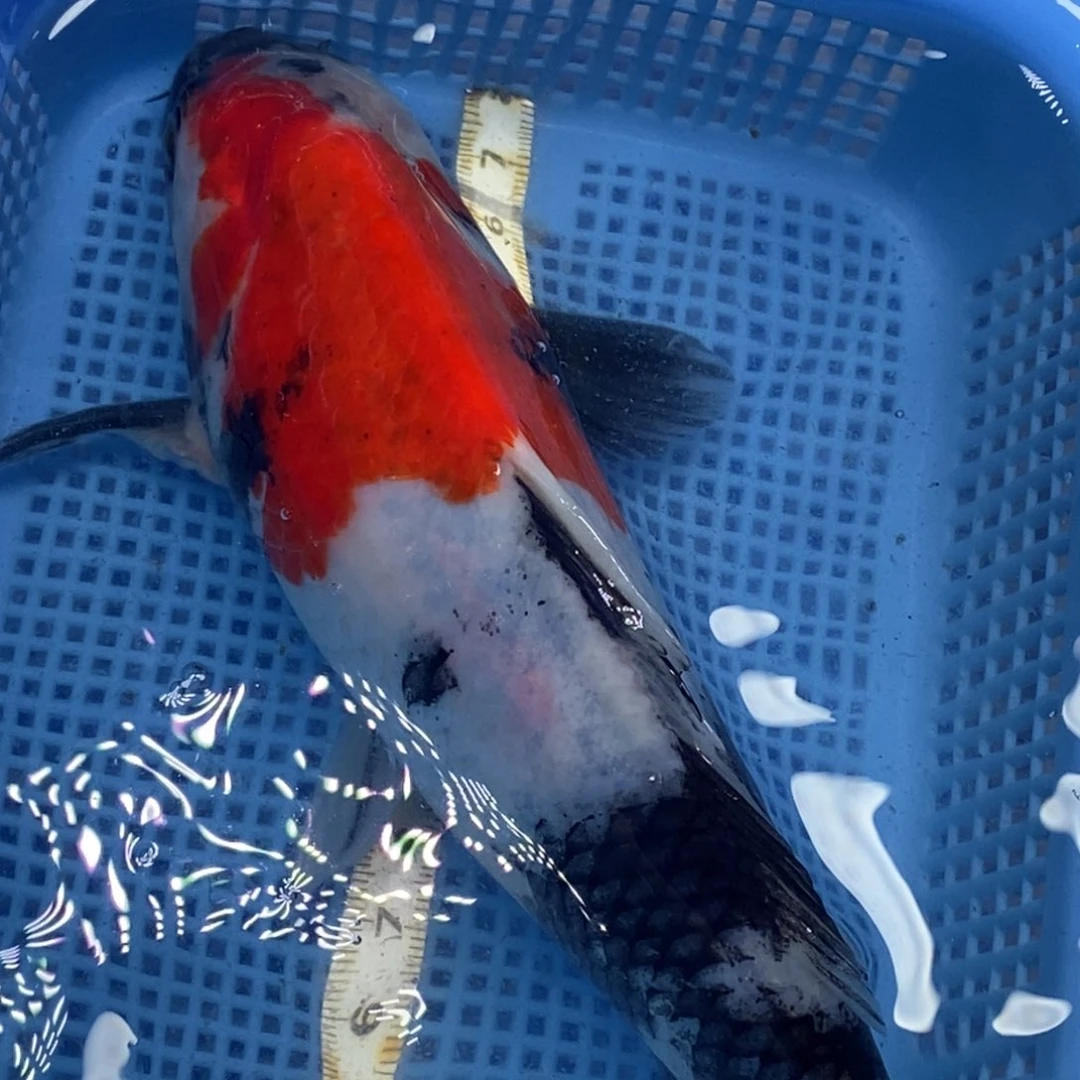 锦鲤冷水锦鲤包邮