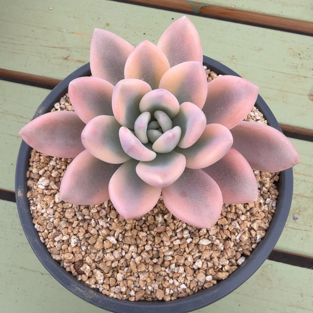 彩色奥普锦锦上园艺一物一拍