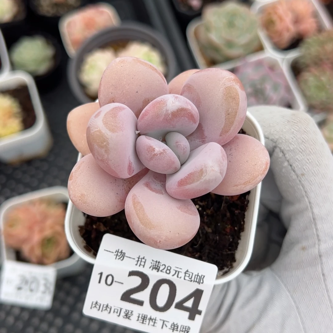 粉兔多肉多肉多肉多肉