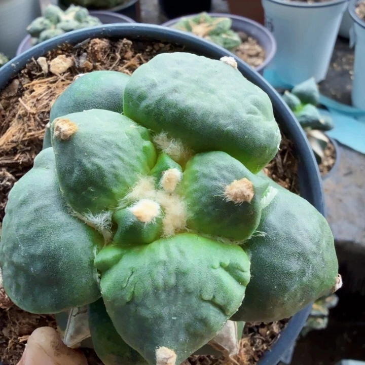 ****。045牛舌怒涛牡丹仙人球