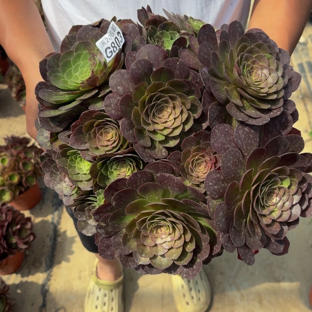 无花朵803多肉植物捧花的