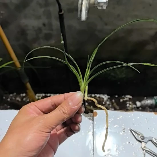 完全开放天青素引种苗