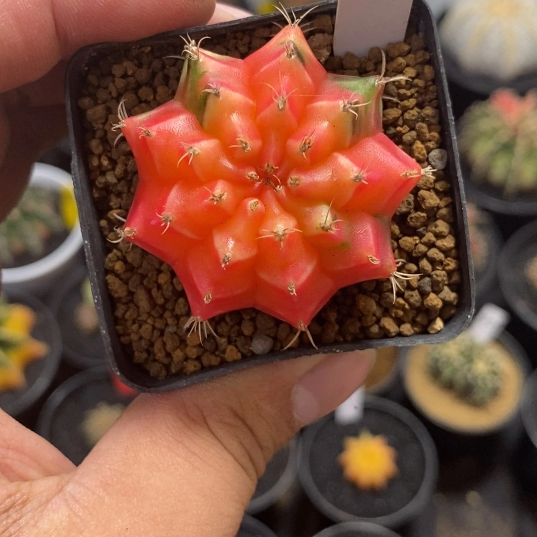 百*精品米哈——带盆土发货