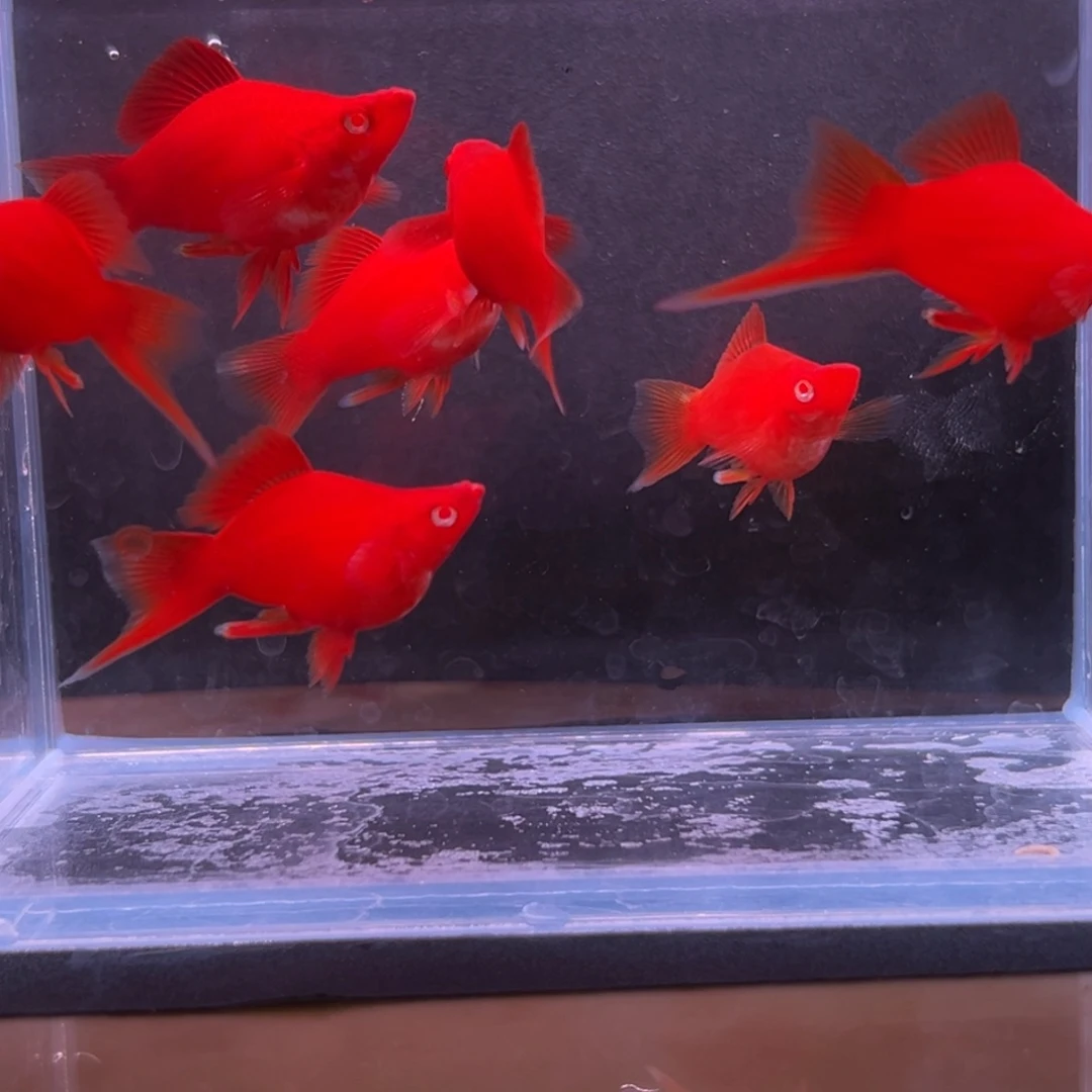 孔雀鱼红箭球一对多的备损