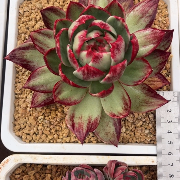 惊鸿仙子多肉植物681