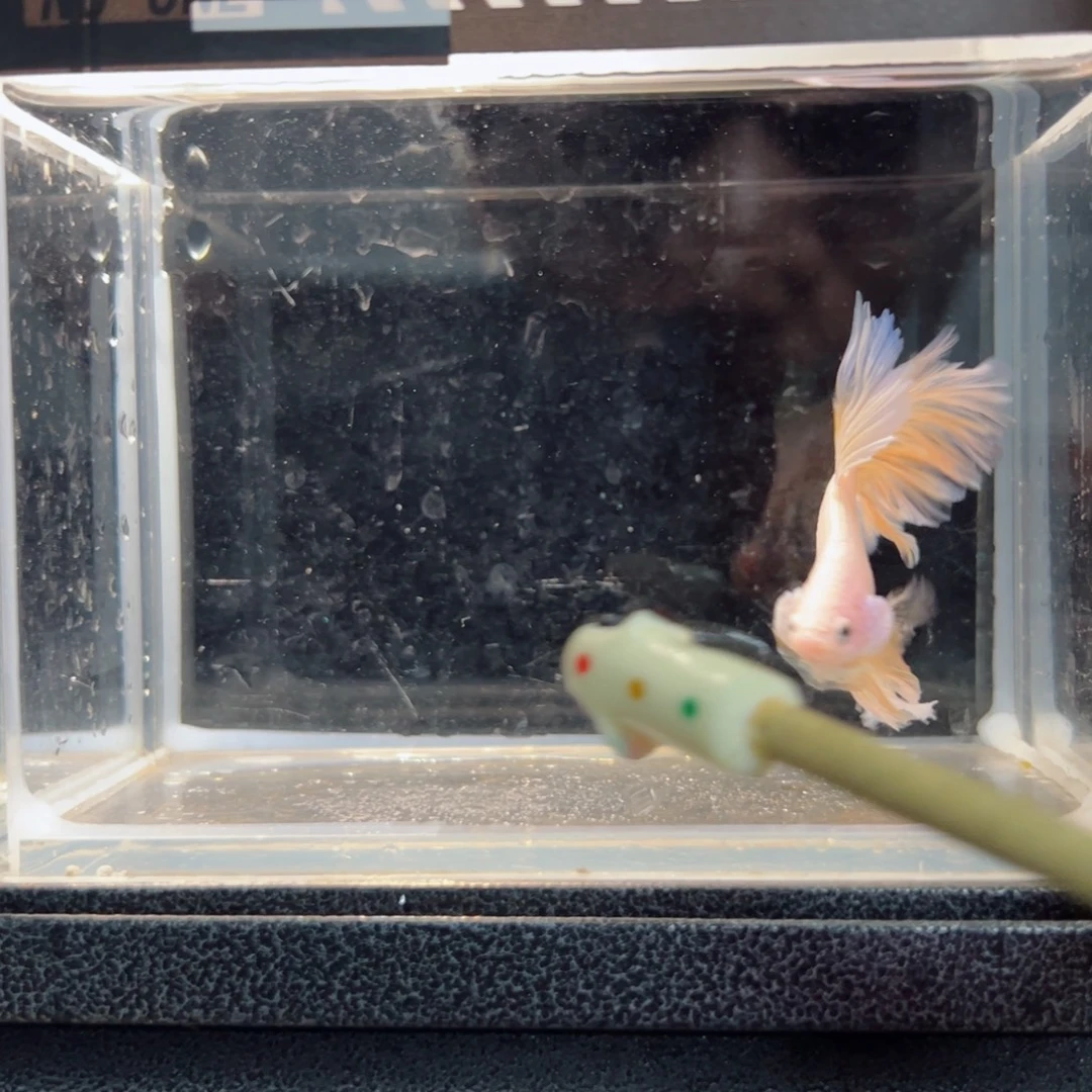 斗鱼浅色仙仙裙特殊尾