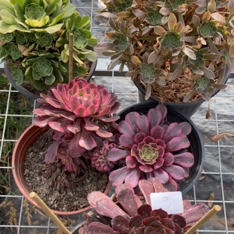 多肉植物组合拼盘3