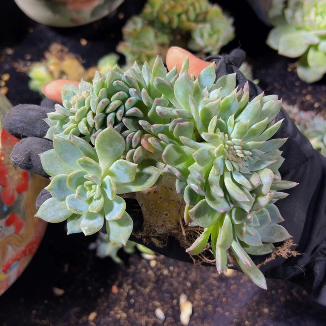 草莓冰沙琥珀缀化