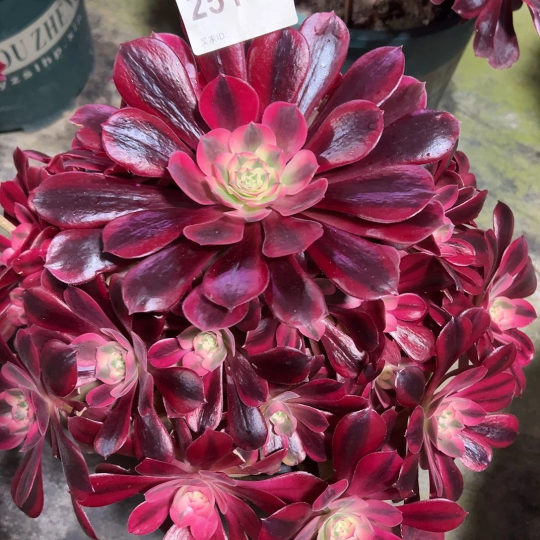 251美杜莎多肉法师