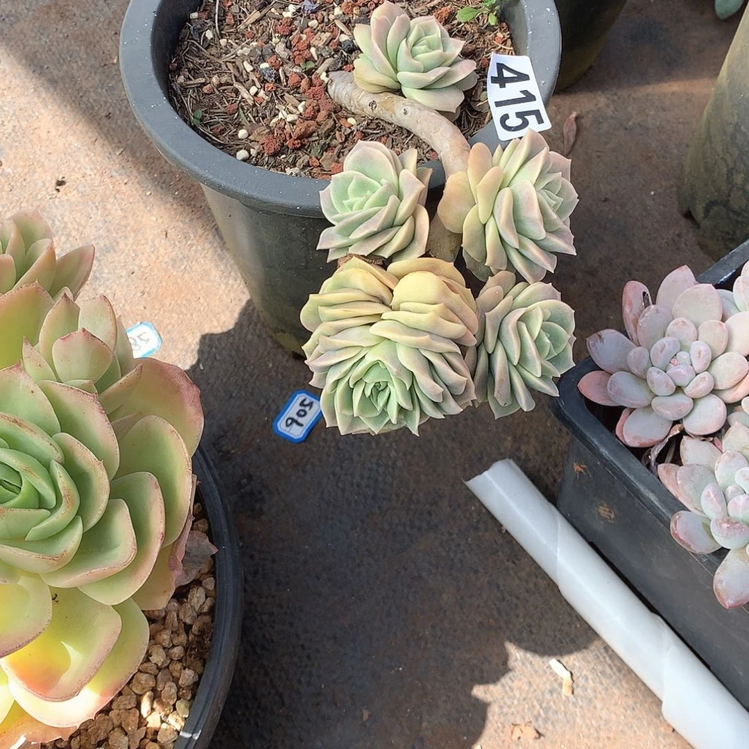 415可爱玫瑰 一物一拍多肉