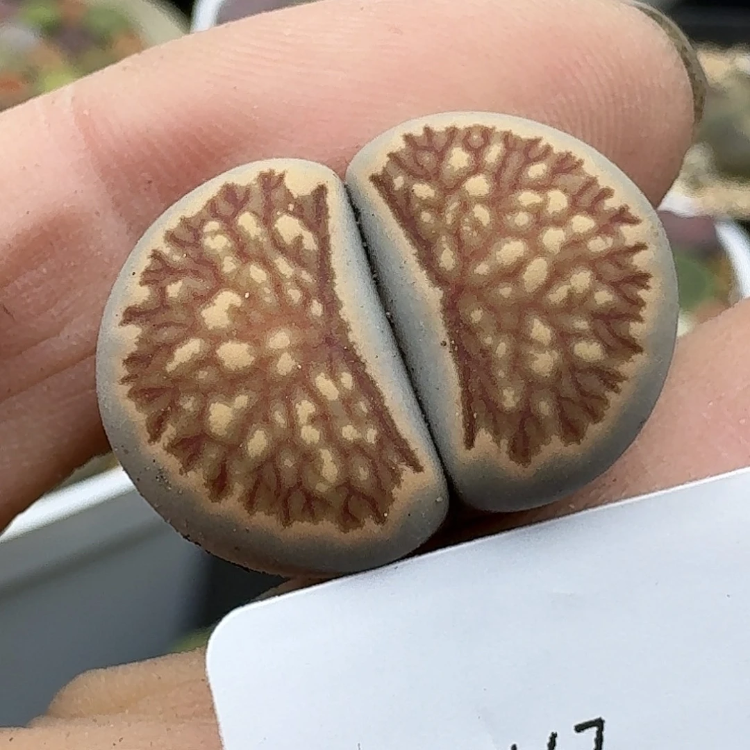 647多肉哈哈哈哈哈哈哈