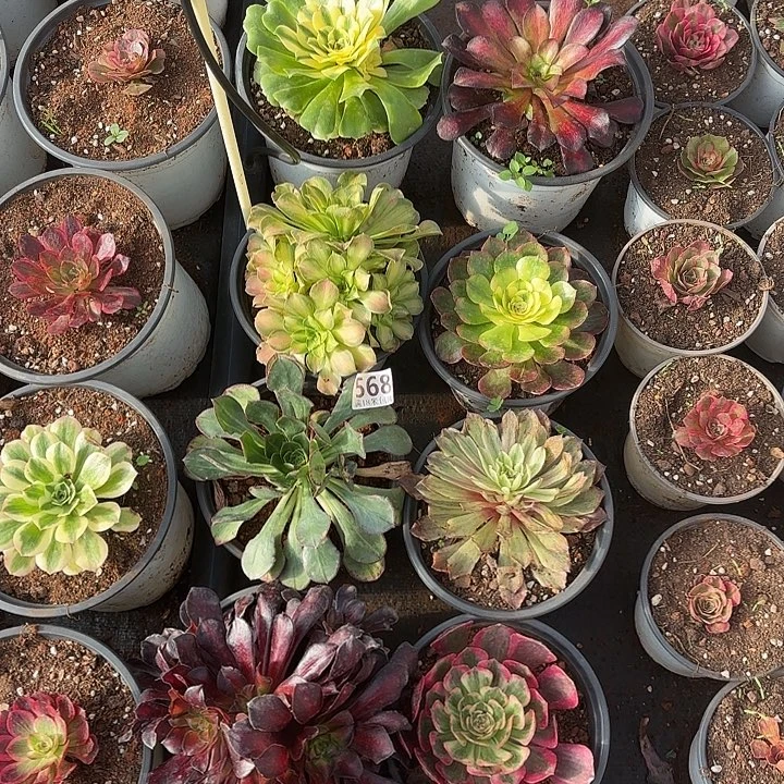 568组合诺米多肉法师锦不包售后十颗