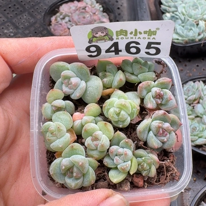 多肉植物多肉植物