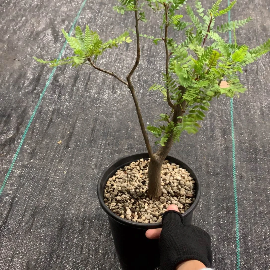 小****羽叶裂榄实生带盆