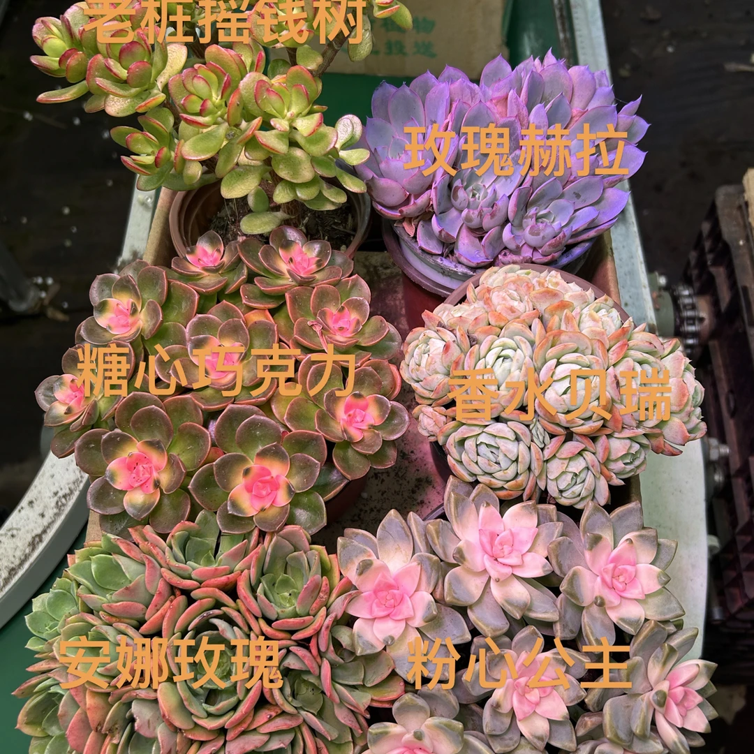 精品多肉组合（6盆加一包肥）带盆带土带肥新人好养绿植盆栽