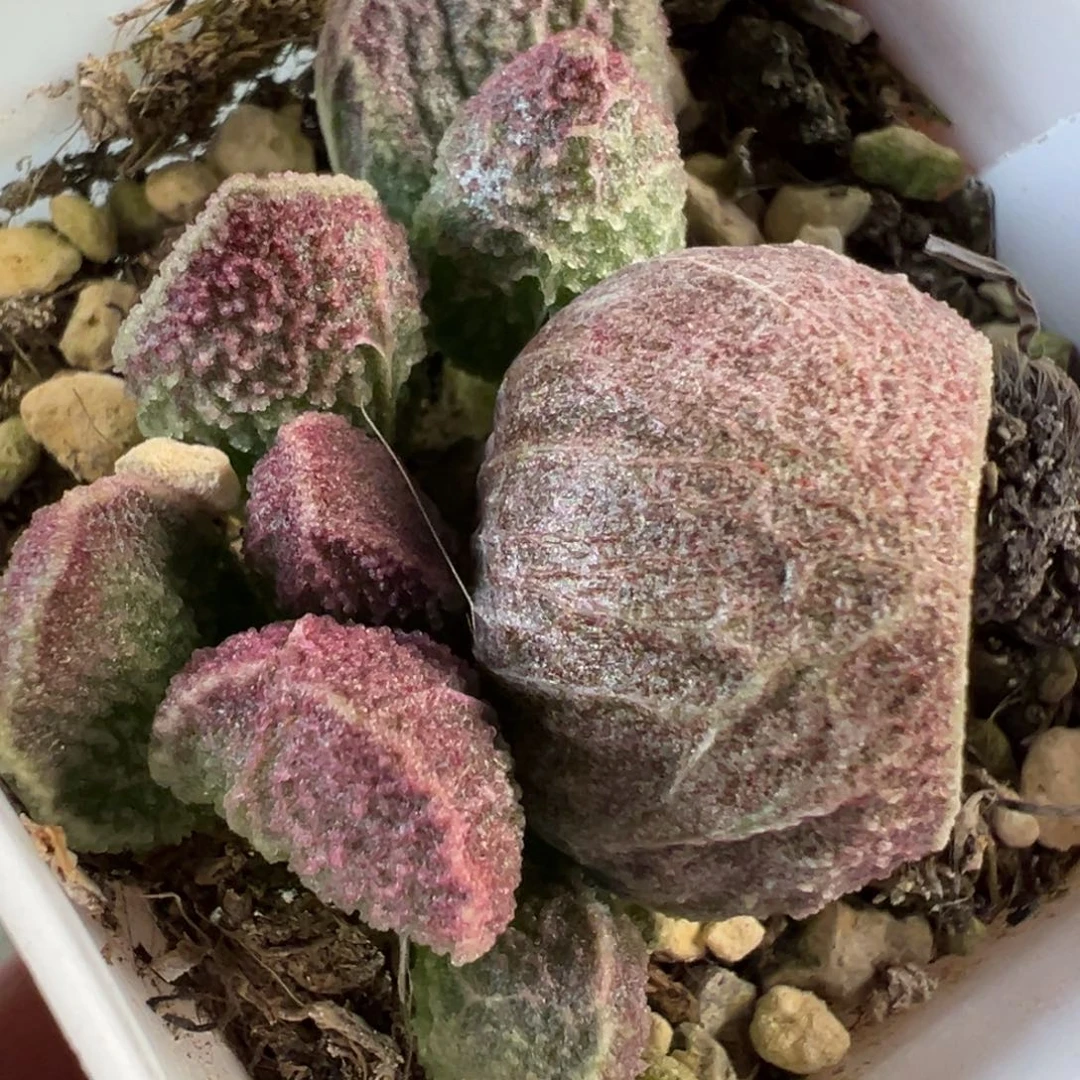 实生新品多肉植物水泡