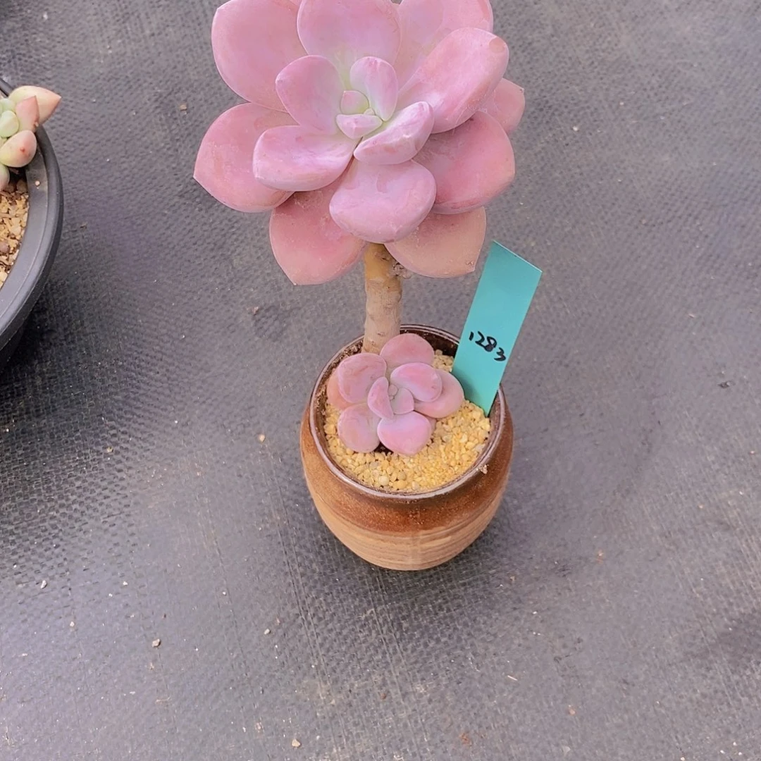 清*1283多肉植物老桩