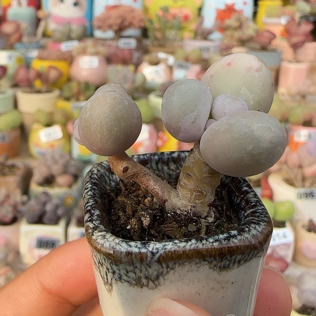 T蛋黄奶盆口2.5cm