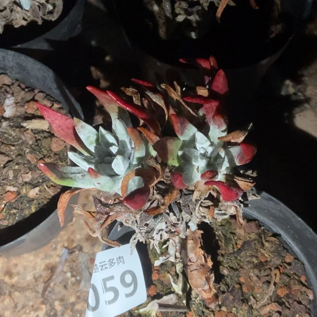 059多肉植物啦啦啦