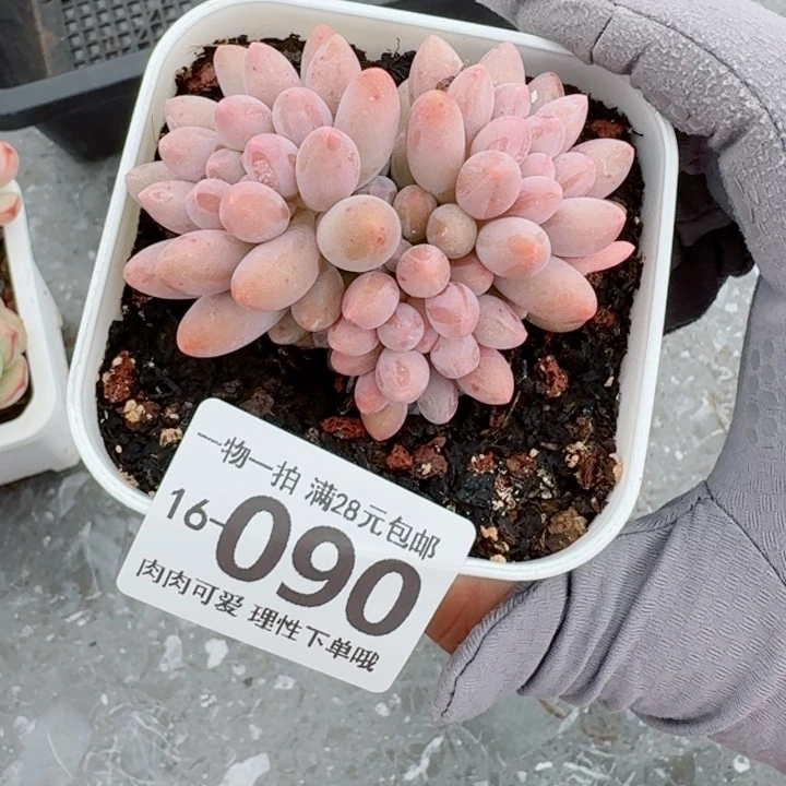 婴儿手指无盆土发货多肉多