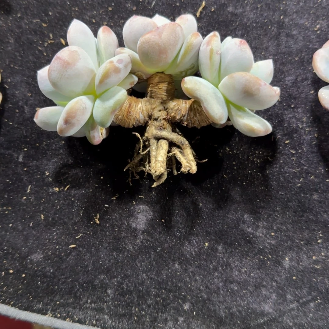 欢****星影三头一物一拍