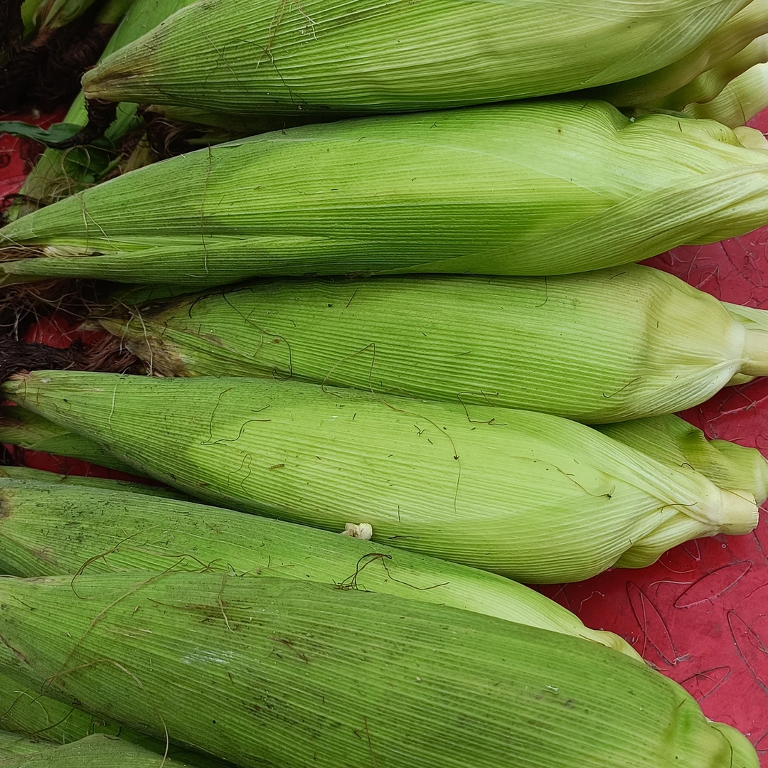 贵州高山农家自种土特产玉米