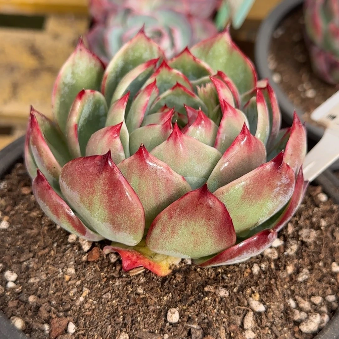 花脸惊鸿一物一拍包装收缩花旱859