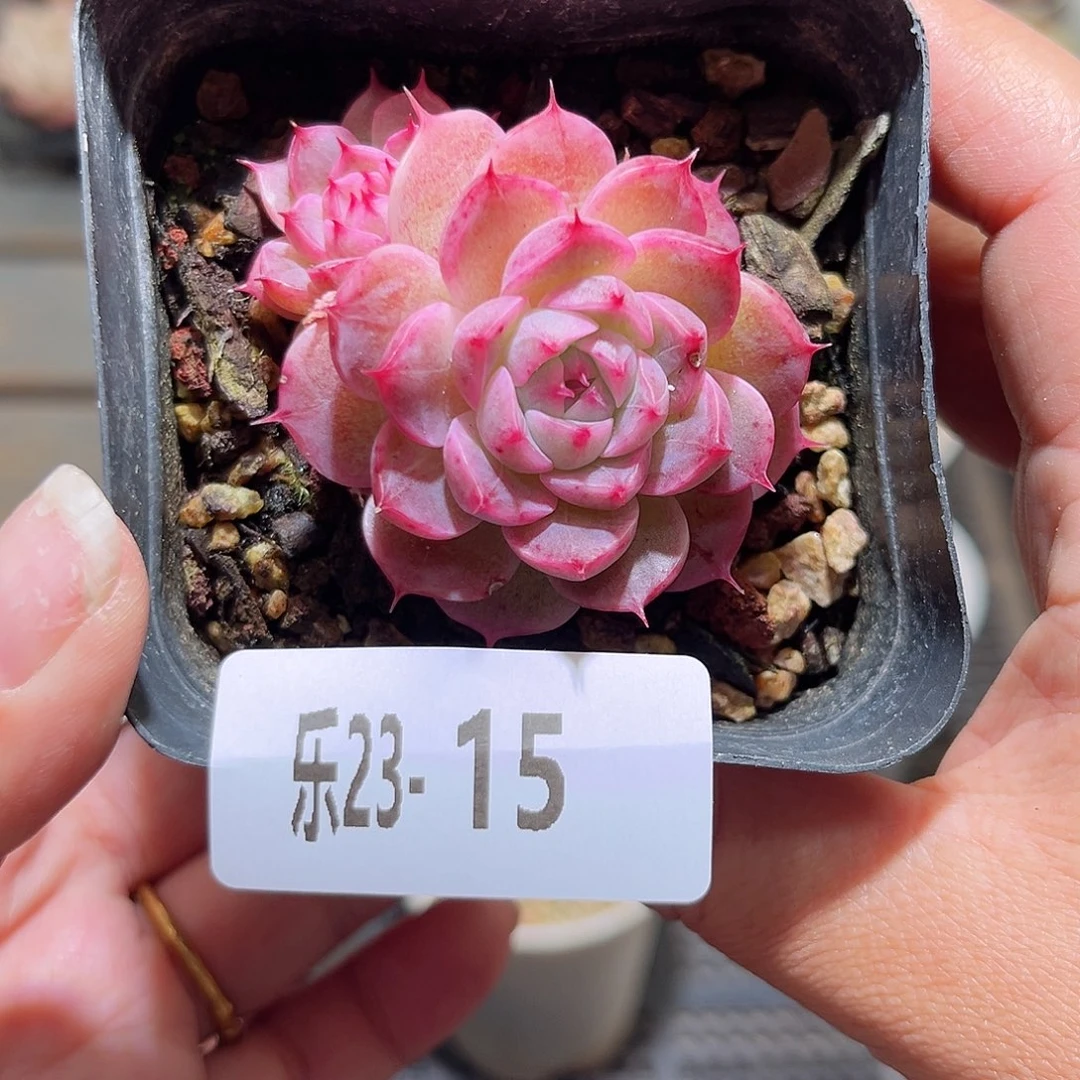 乐23-15 麦秆不包整