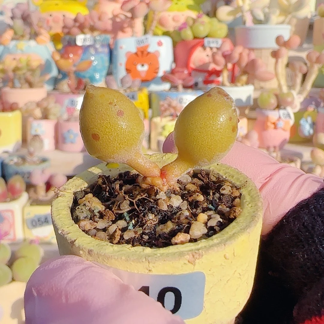 L 黄金豹 盆口3cm