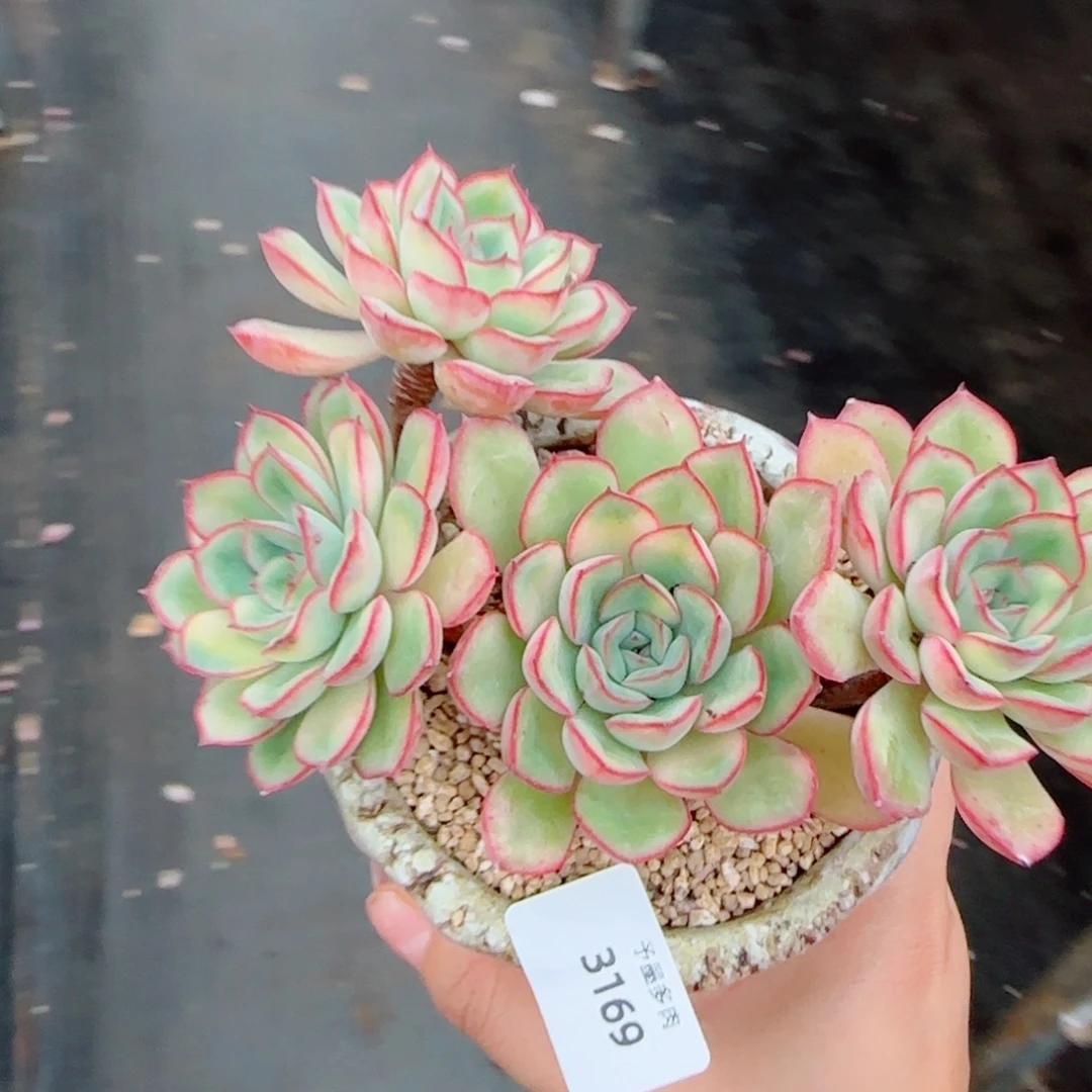 孤品，3169多肉植物