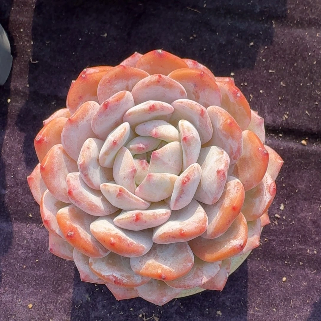 纯麦饭石控养，冠幅12左右，8秒老桩