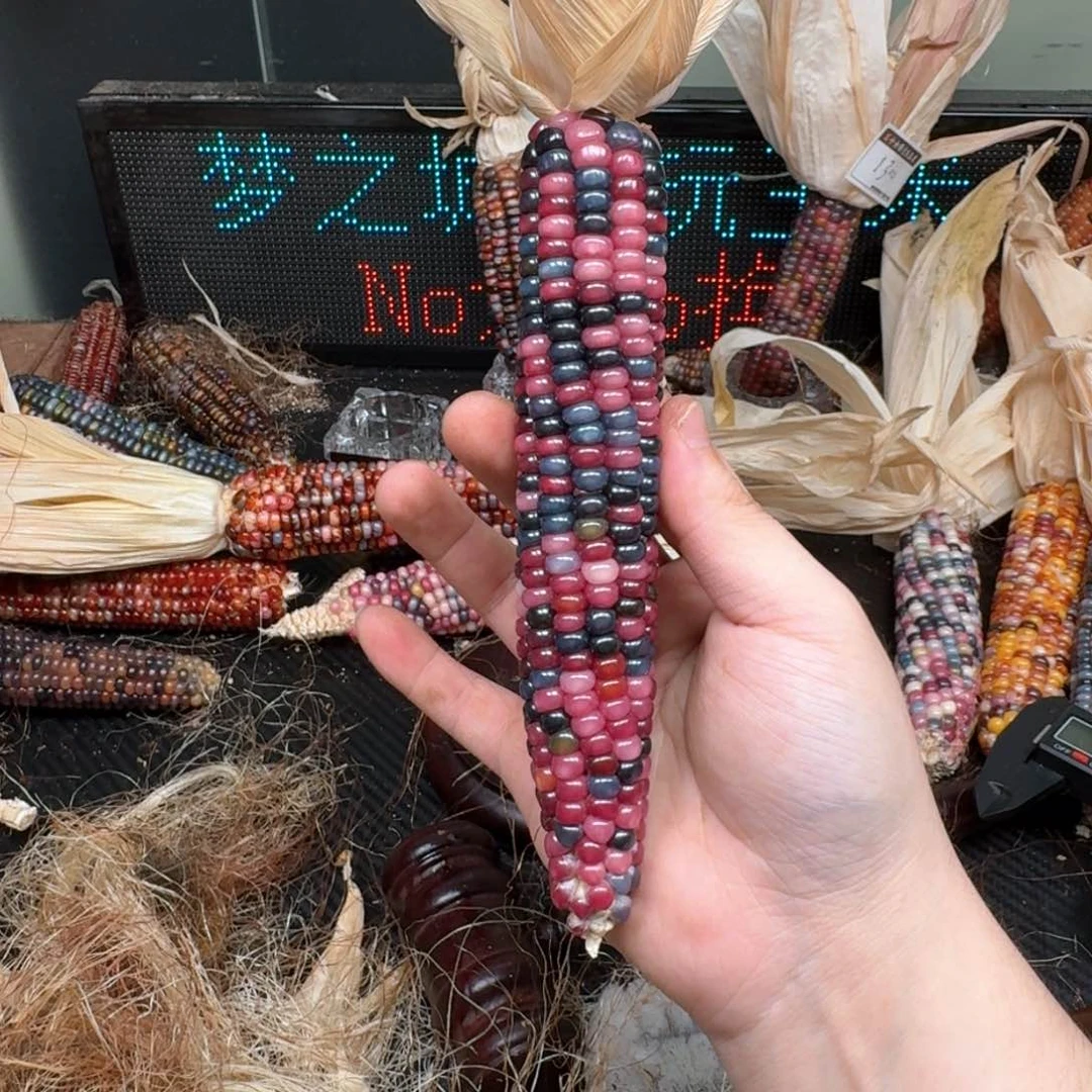 柏香籽/百香籽吊坠风****海
