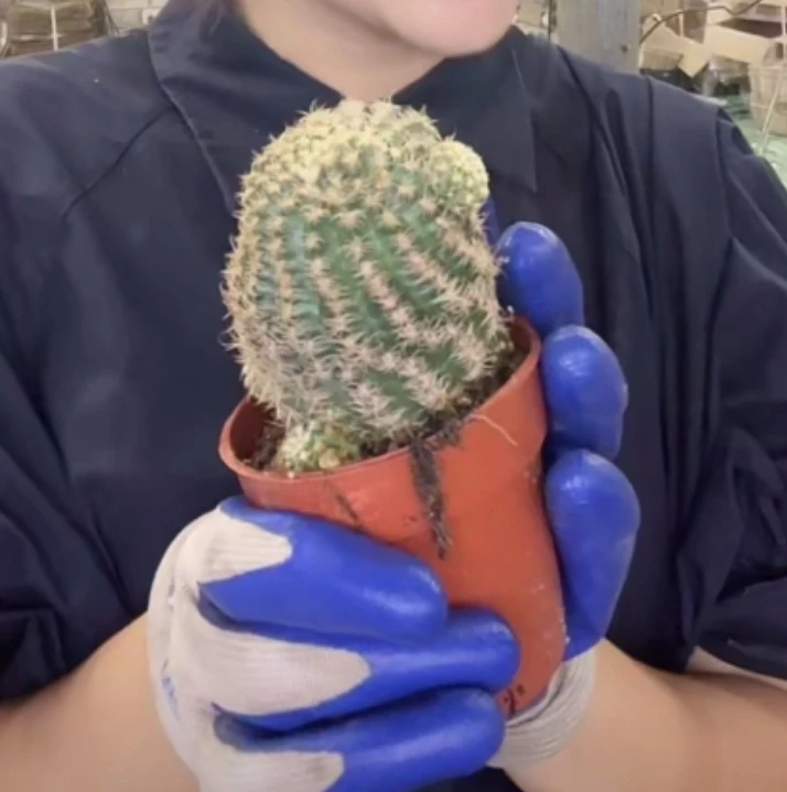 二妹园艺【 1颗   魅影   嫁接落地根 】默认脱土发货