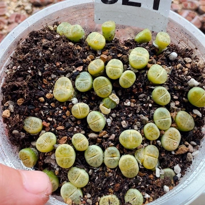 521绿神迪玉l l l l l