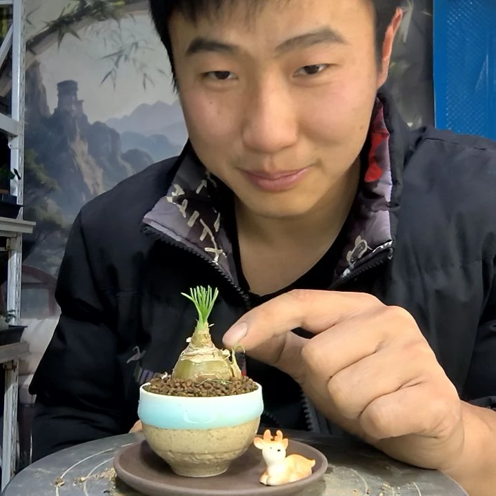 ?****?中青园艺一物一拍花427