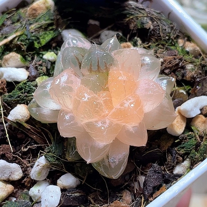 799绯桃一物一拍的