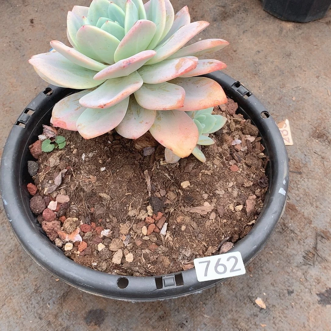 762奶茶 一物一拍多肉