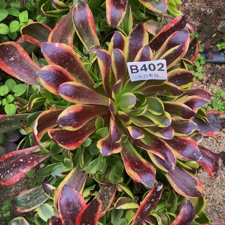 402欧嘉莉量小颗多肉法师不包断枝