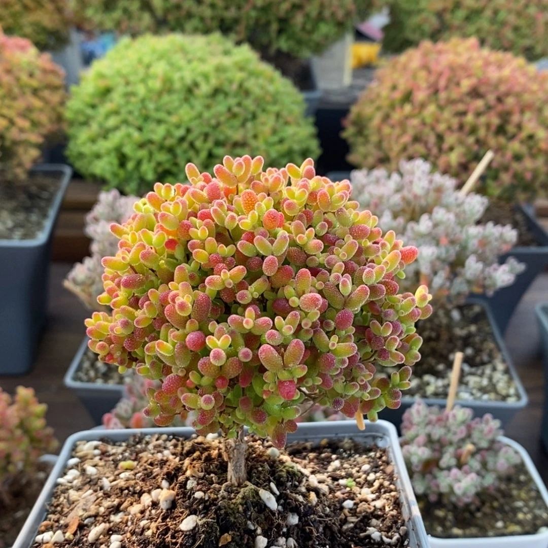 蜜橘糖球4362枝干番杏（福利）