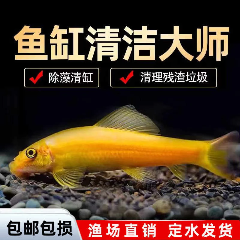 金苔鼠鱼清道夫鱼缸除藻清洁鱼缸观赏清洁工具热带小型淡水鱼粪便