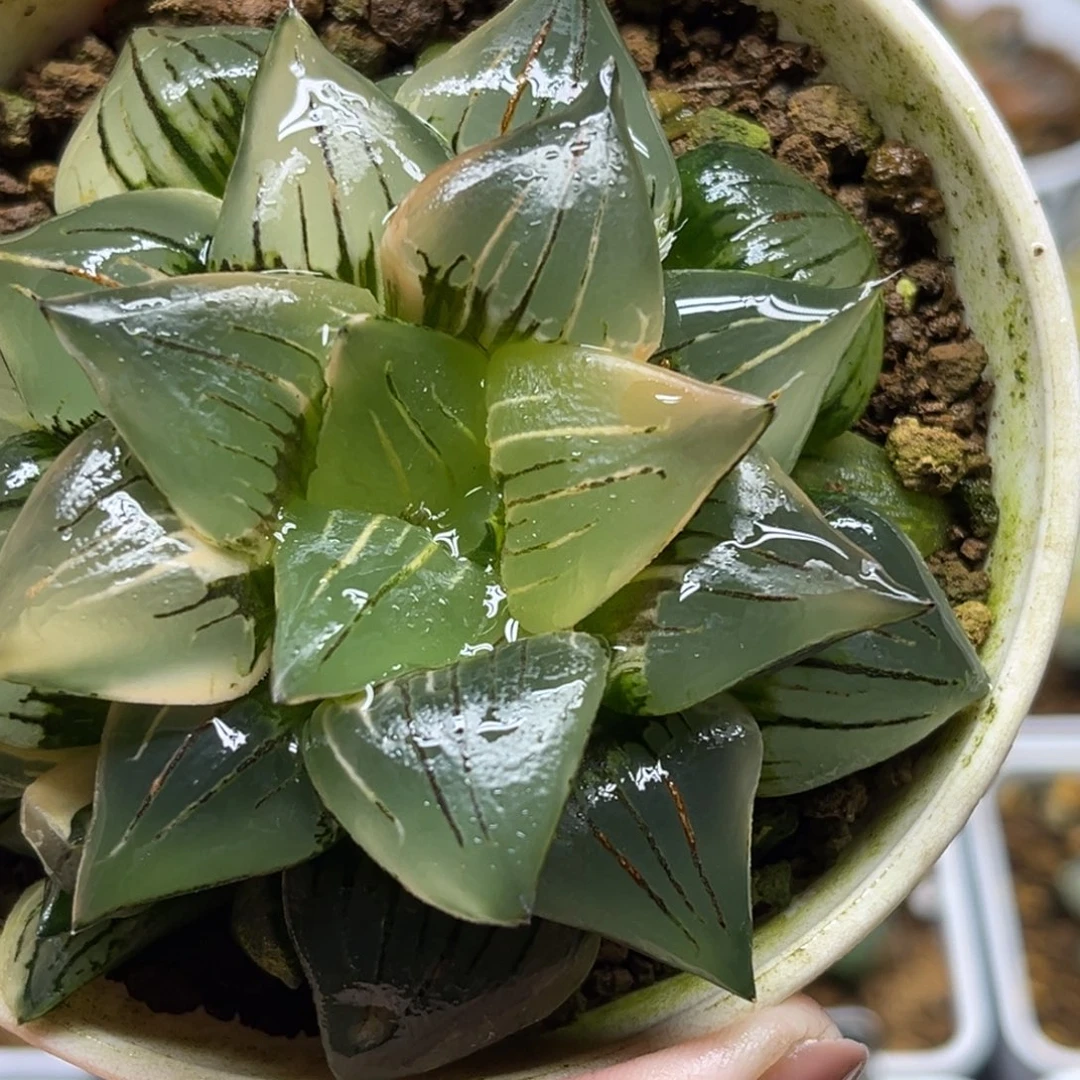 100巨大化红纹寿锦福利专场