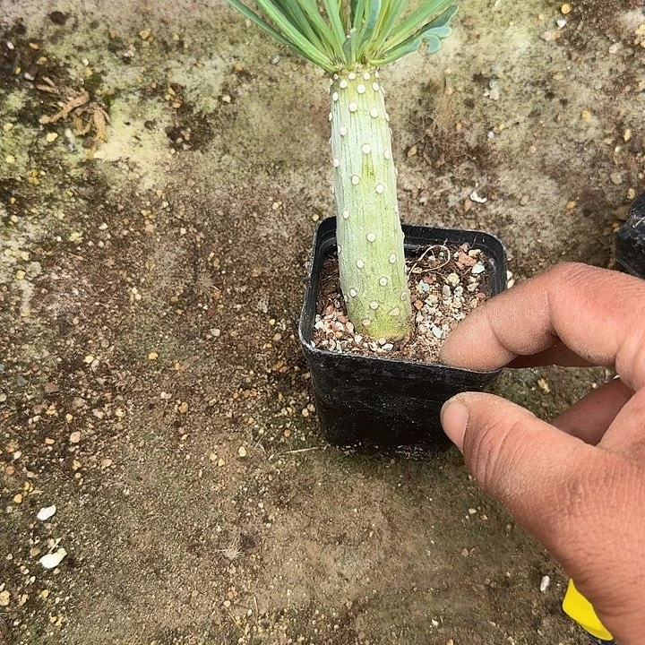 可***欣天龙树发货啦啦啦