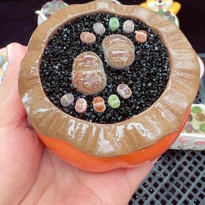 7022零下地区记得拍保温箱箱