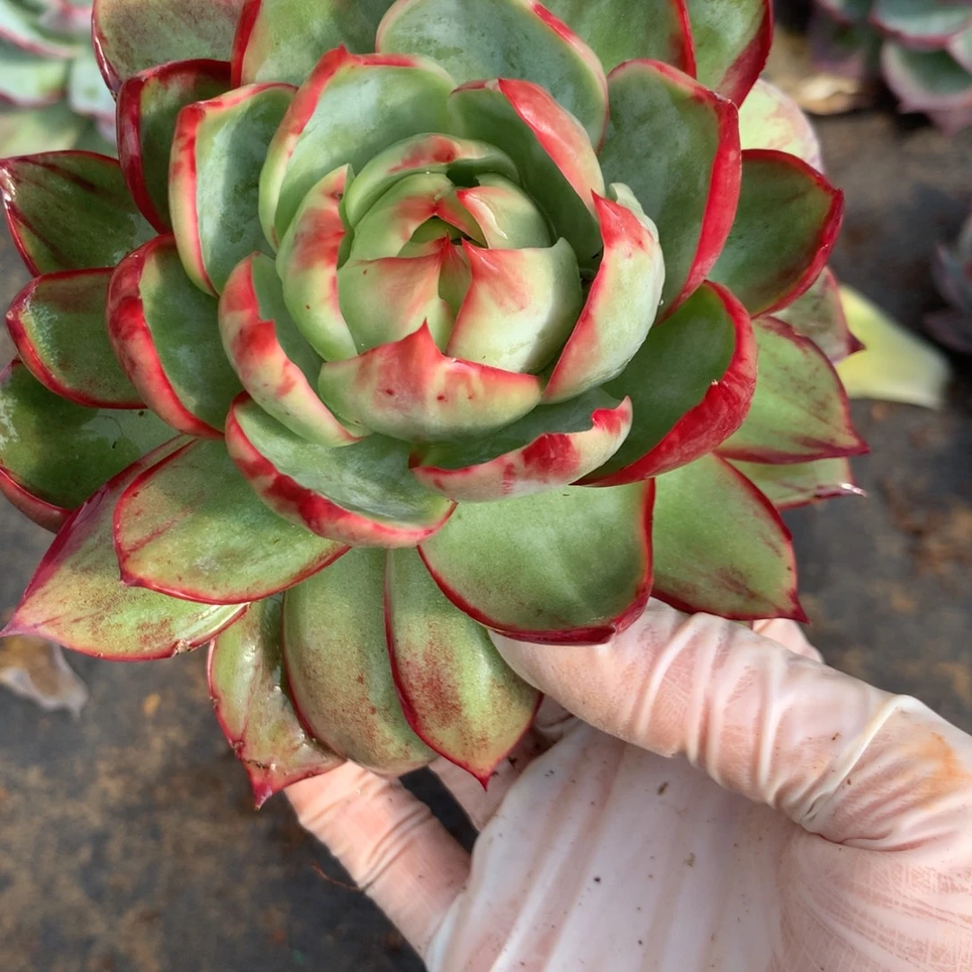 W***u1498号多肉植物惊鸿12