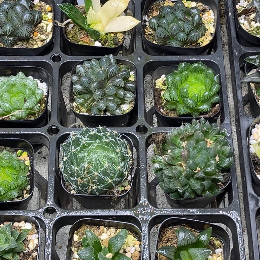 42 脱土包邮8颗福利