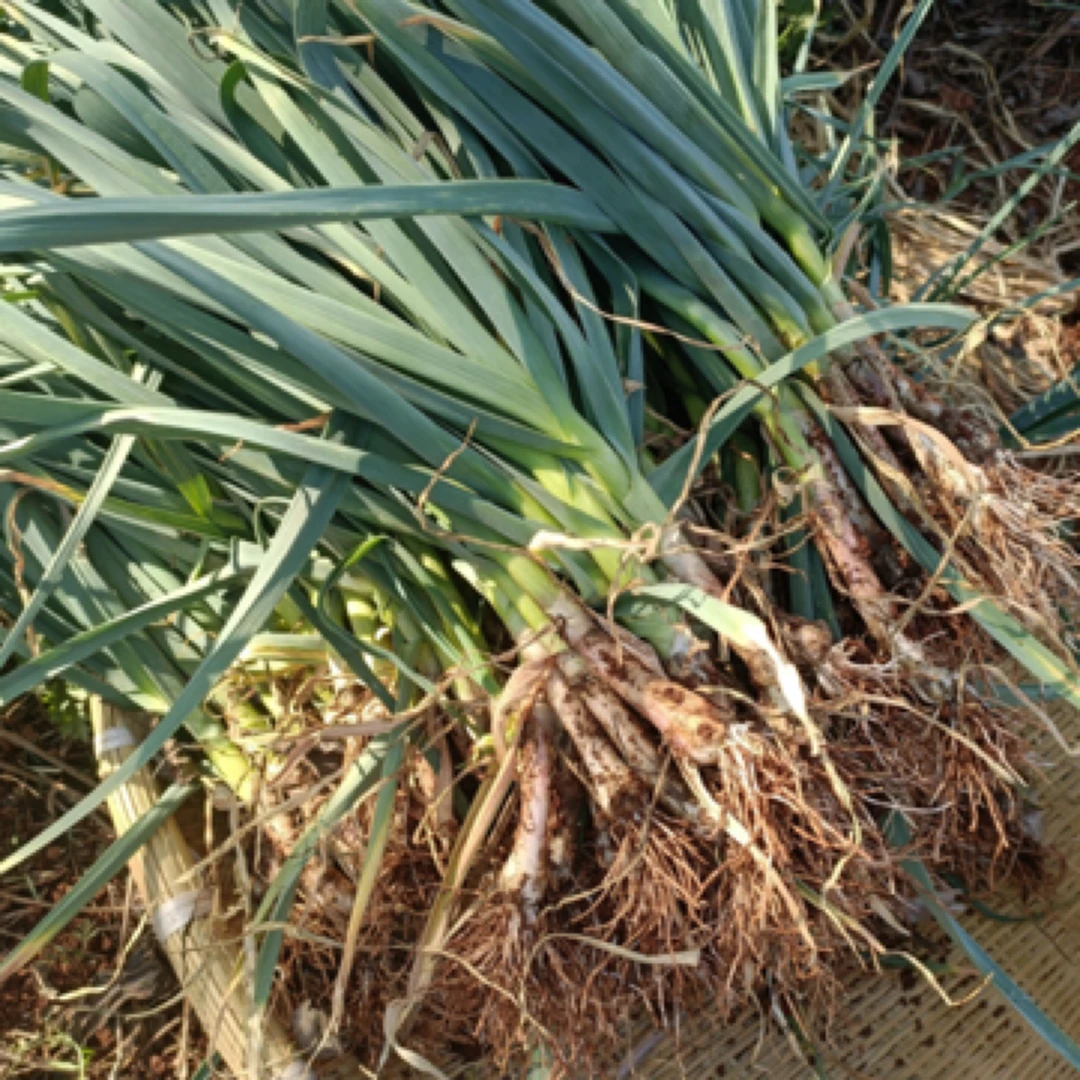 2025威宁白蒜苗 香味十足